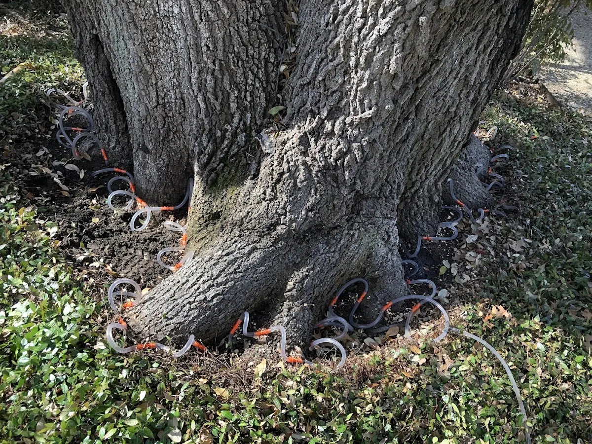 Detailed Tree Cabling and Bracing job site in Kokomo