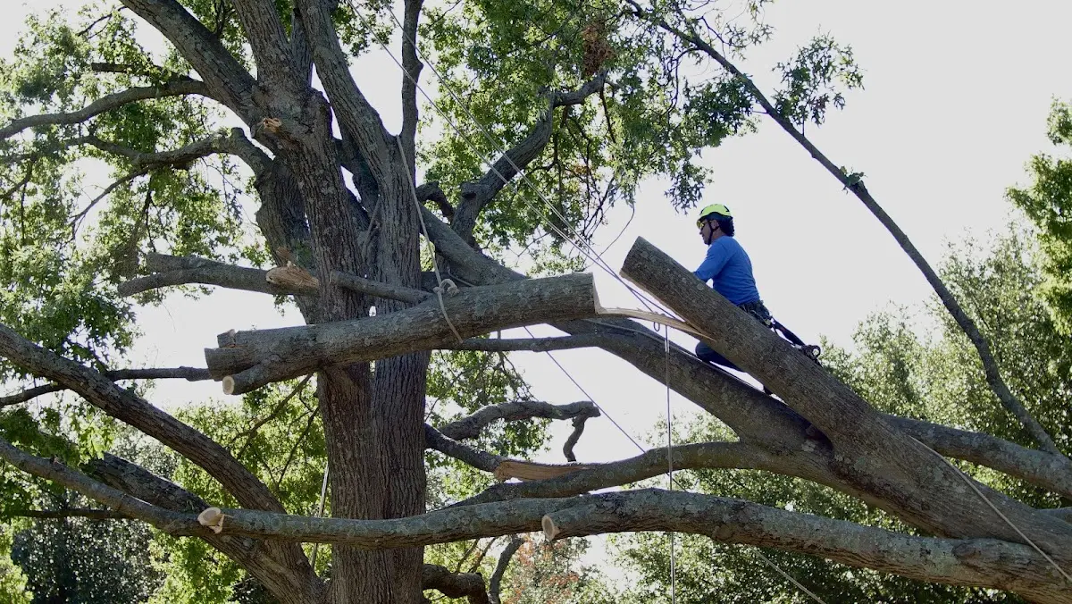 Professional Crown Thinning performed by certified arborists in Kokomo